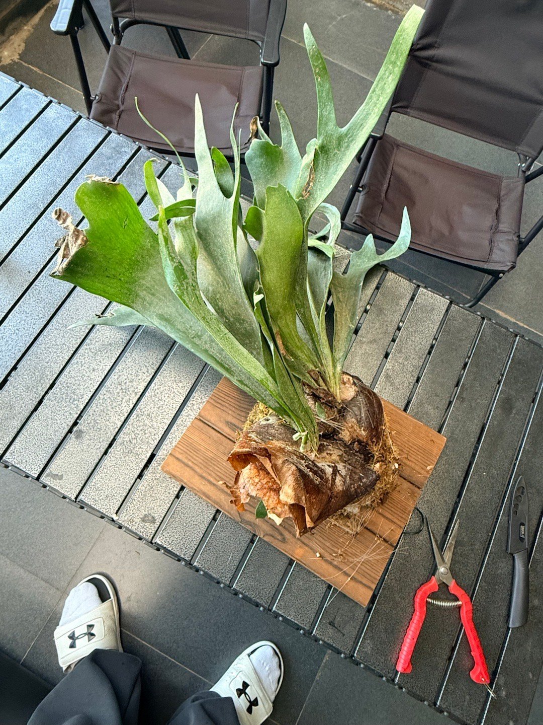 鹿角蕨的脸鼓起来，不是长大了