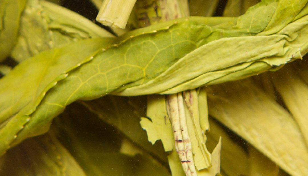 绿茶越嫩越好?六安瓜片把芽摘了,太平猴魁偏要等叶子长大