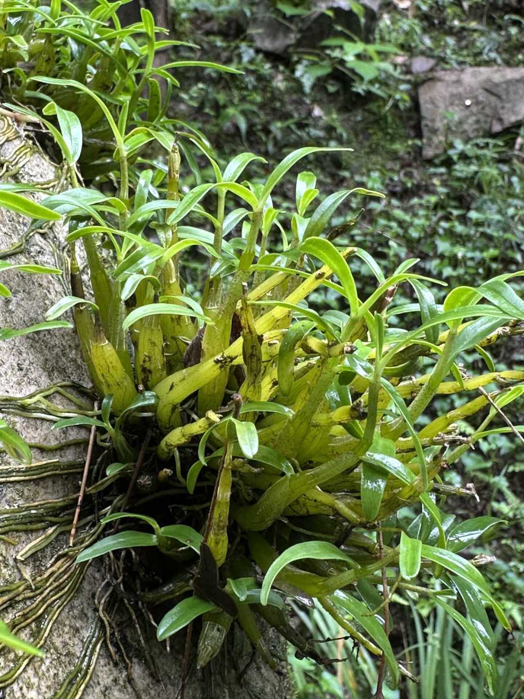 霍山石斛贴石仿野生种植实拍，假鳞茎与气生根附石清晰