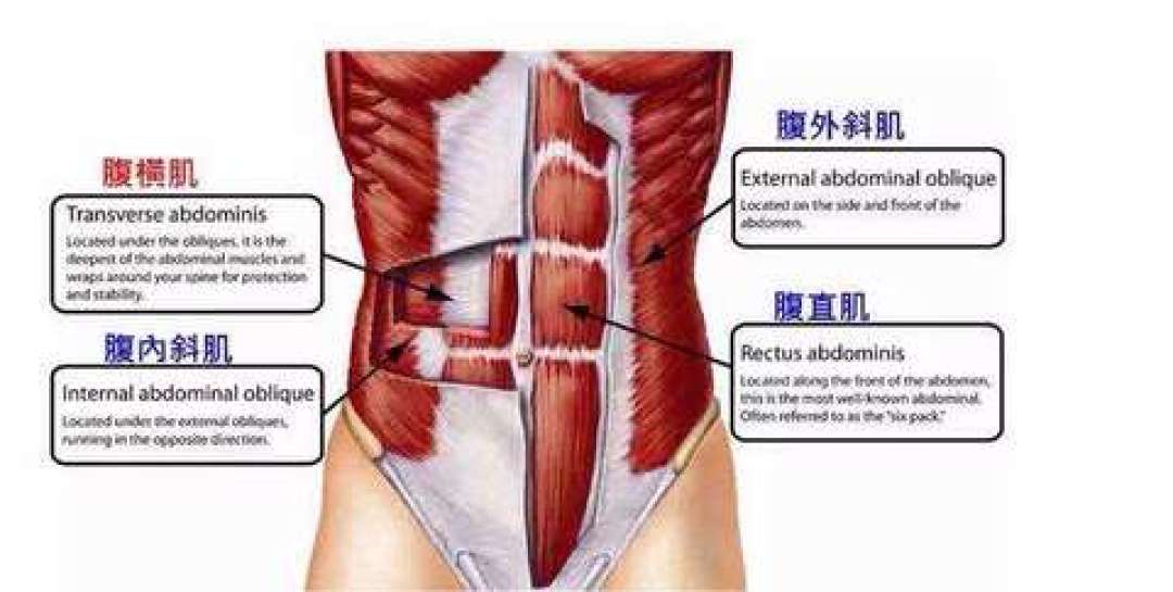 腰围62穿上束腰变56：那6厘米不是脂肪