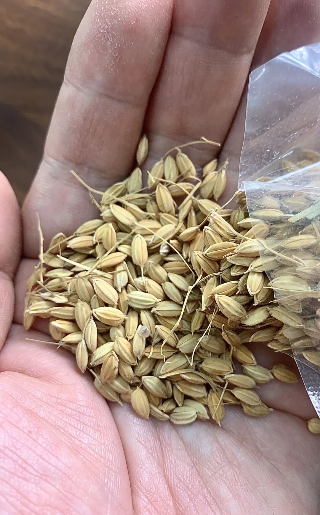 你怕的“假米”买错方向了：塑料米不存在、人造米不背锅，真正要防的是套着“五常”马甲的那只袋子