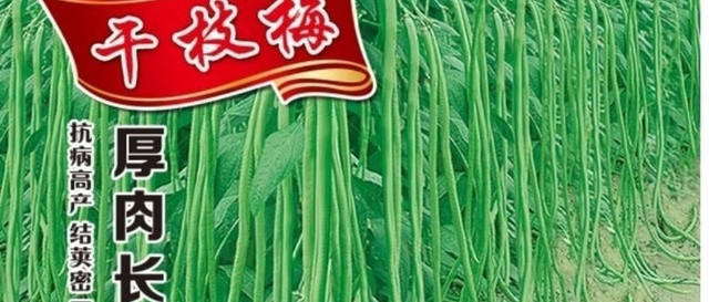 外婆菜园里的豆角记忆与温情