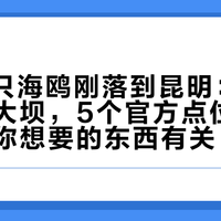 6000只海鸥刚落到昆明：别只冲海埂大坝，5个官方点位的分工，跟你想要的东西有关