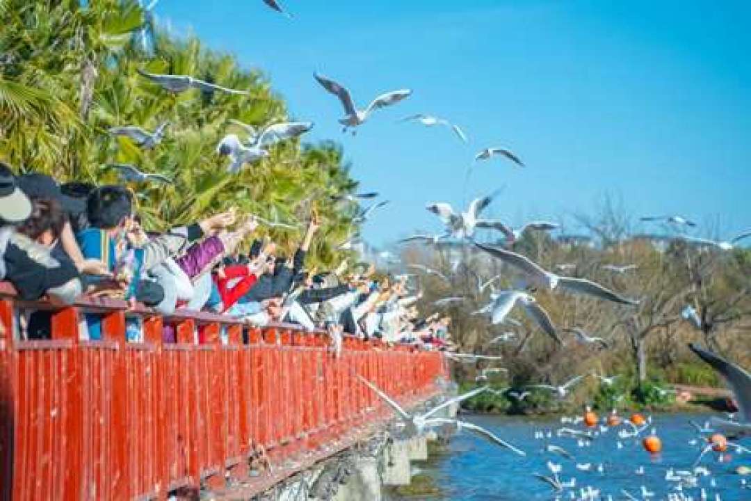 6000只海鸥落地昆明，先别喂面包：火腿肠可能把鸥群