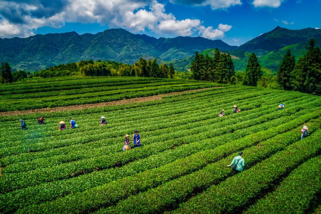 秋茶上市了？先别急着买：铁观音要等寒露，武夷正岩基本不采秋