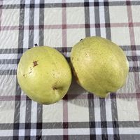 硬核推荐，新疆库尔勒香梨，清甜润喉放心冲