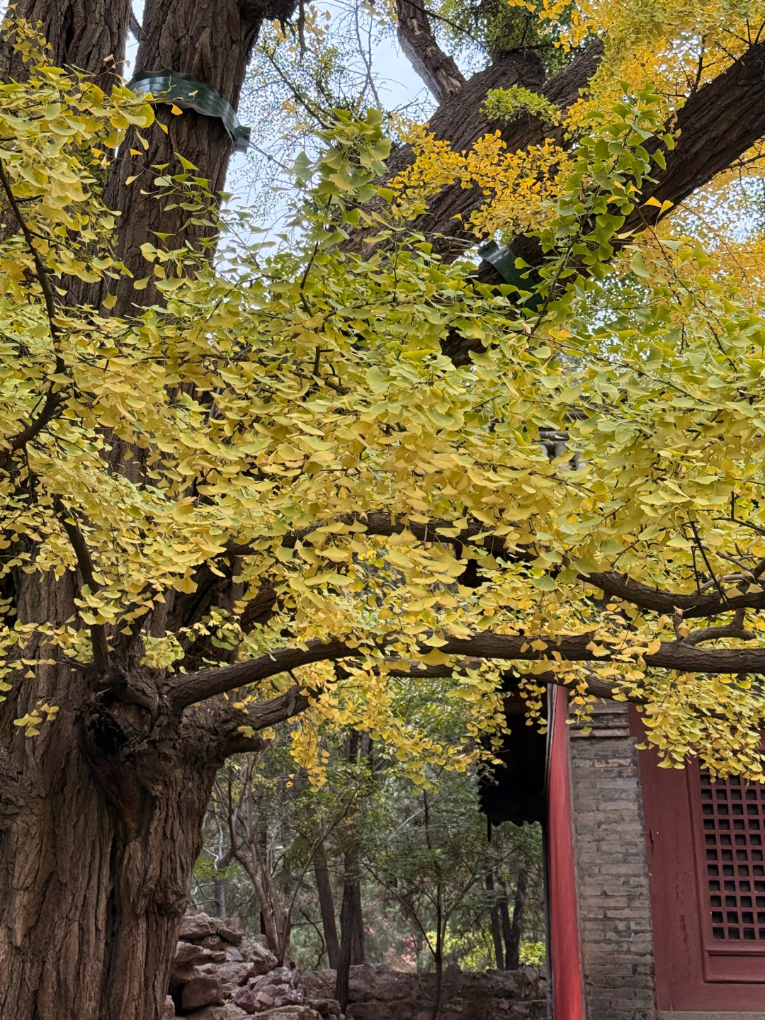 晋祠500年银杏一年只黄20天：本周80下周65，机位路线这篇说透