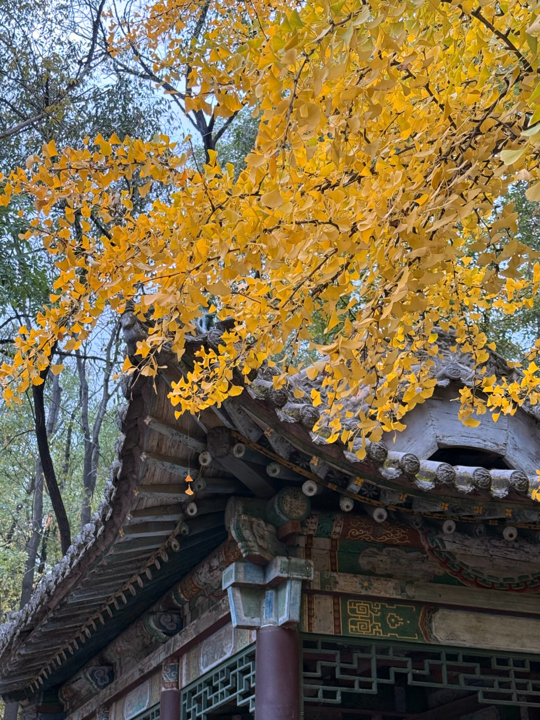晋祠500年银杏一年只黄20天：本周80下周65，机位路线这篇说透