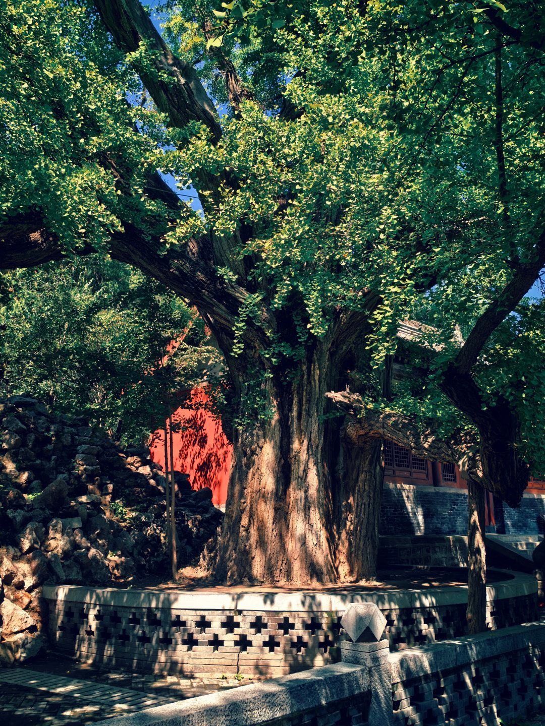 晋祠500年银杏一年只黄20天：本周80下周65，机位路线这篇说透