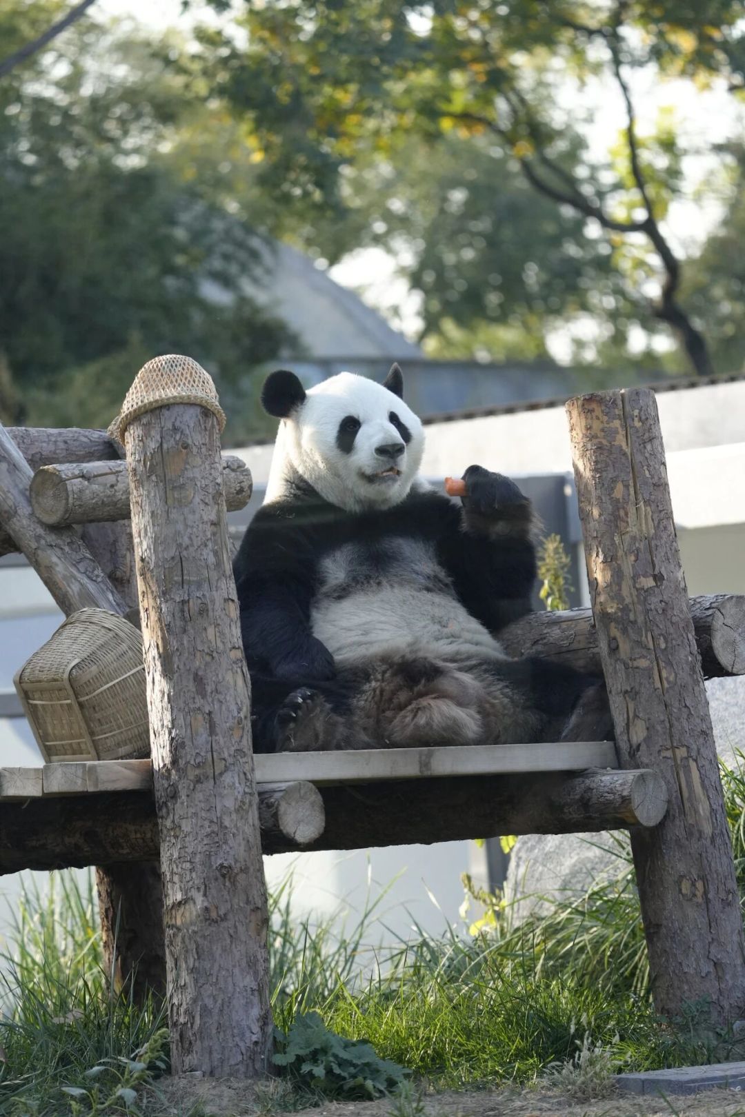 萌兰拒食的那三个半小时
