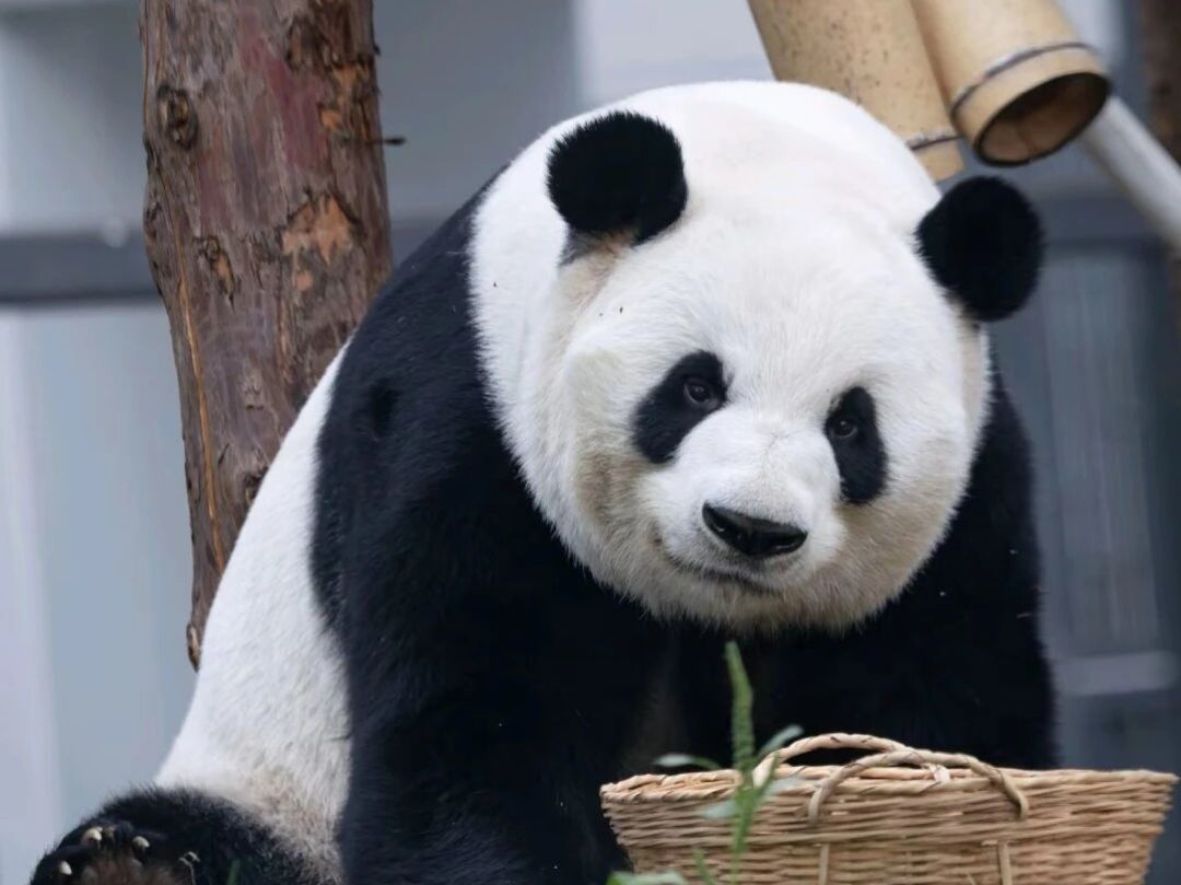 萌兰拒食的那三个半小时