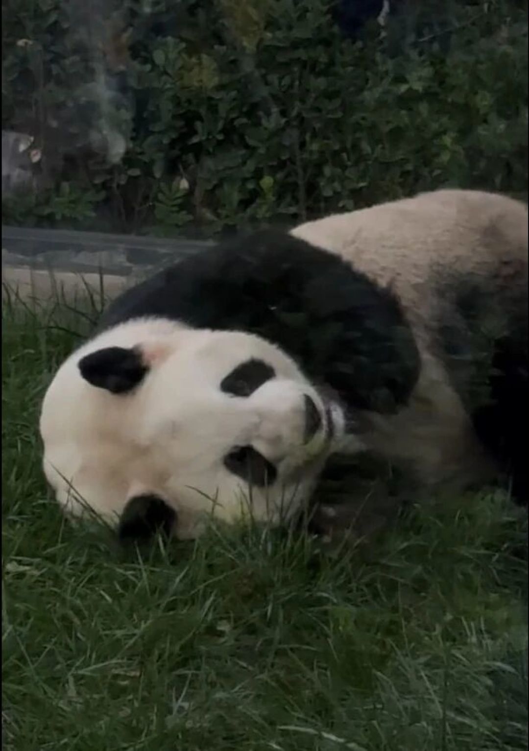 萌兰拒食的那三个半小时