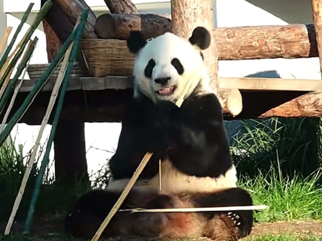 萌兰拒食的那三个半小时