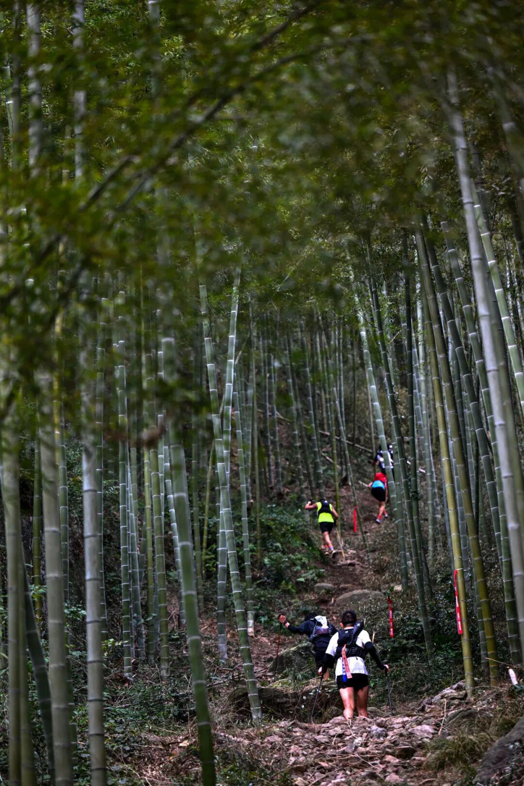 竹林赛道中持杖上行的越野跑者
