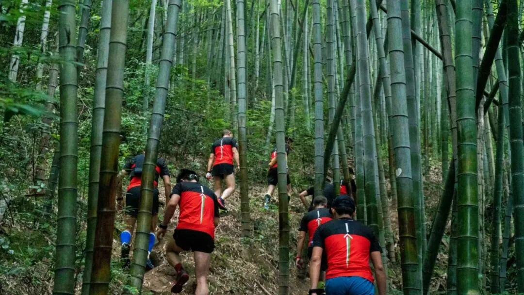 竹林陡坡上结伴爬升的越野跑者