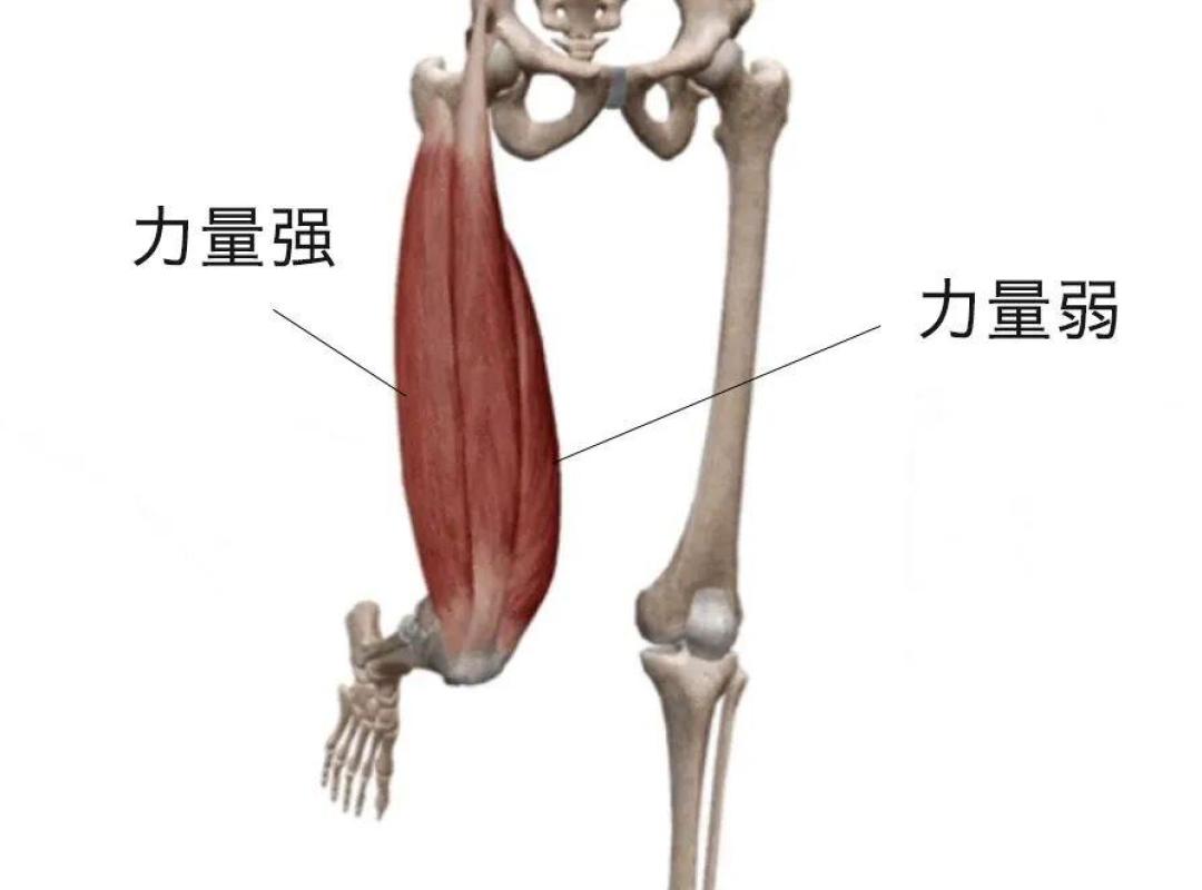 给爸妈囤的氨糖，安慰剂组应答率都有60%：三关走完再决定