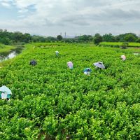 说张一元"一股香精味"的帖子95条评论，说它"越来越不香"的也在吵：这两笔看似矛盾的账，一个国标就能摊平