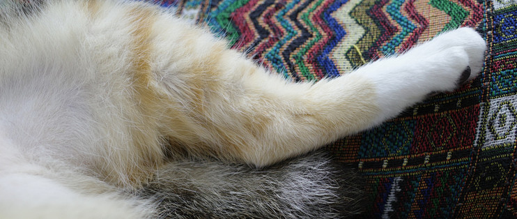 猫鼻纹像指纹一样唯一？能查到的正式研究只有157只猫