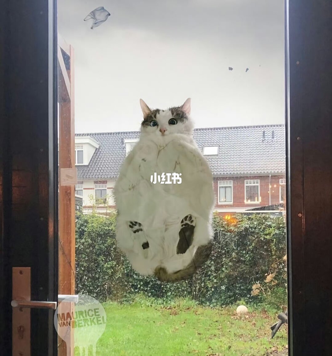 猫鼻纹像指纹一样唯一?能查到的正式研究只有157只猫
