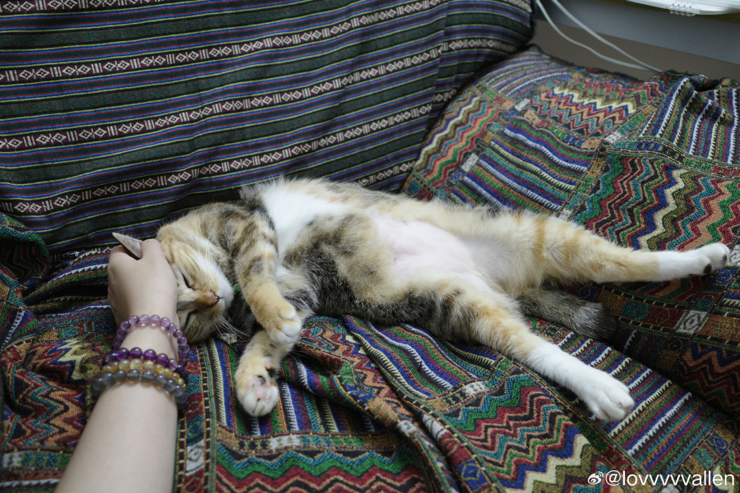 猫鼻纹像指纹一样唯一?能查到的正式研究只有157只猫