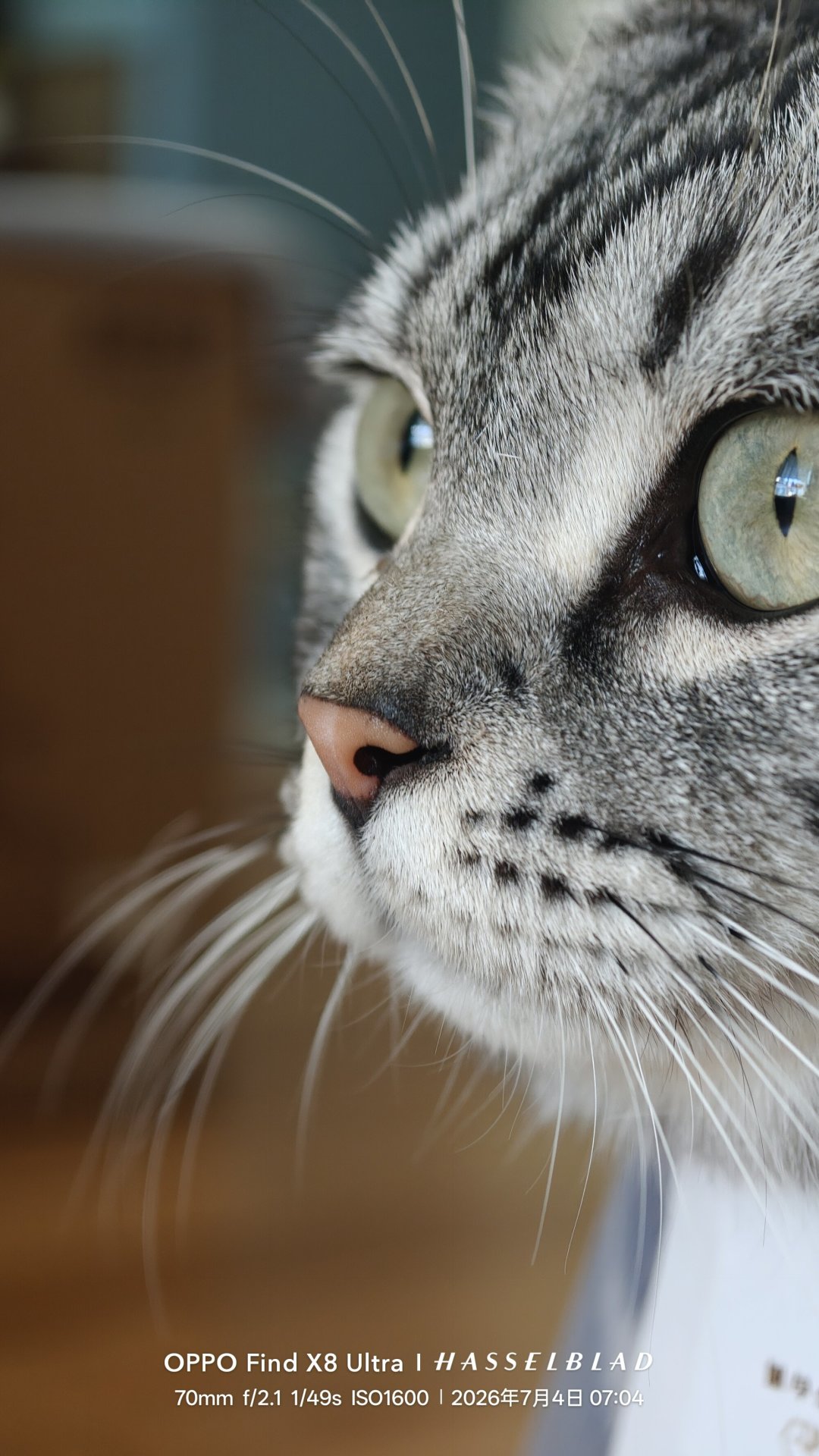 猫鼻纹像指纹一样唯一?能查到的正式研究只有157只猫