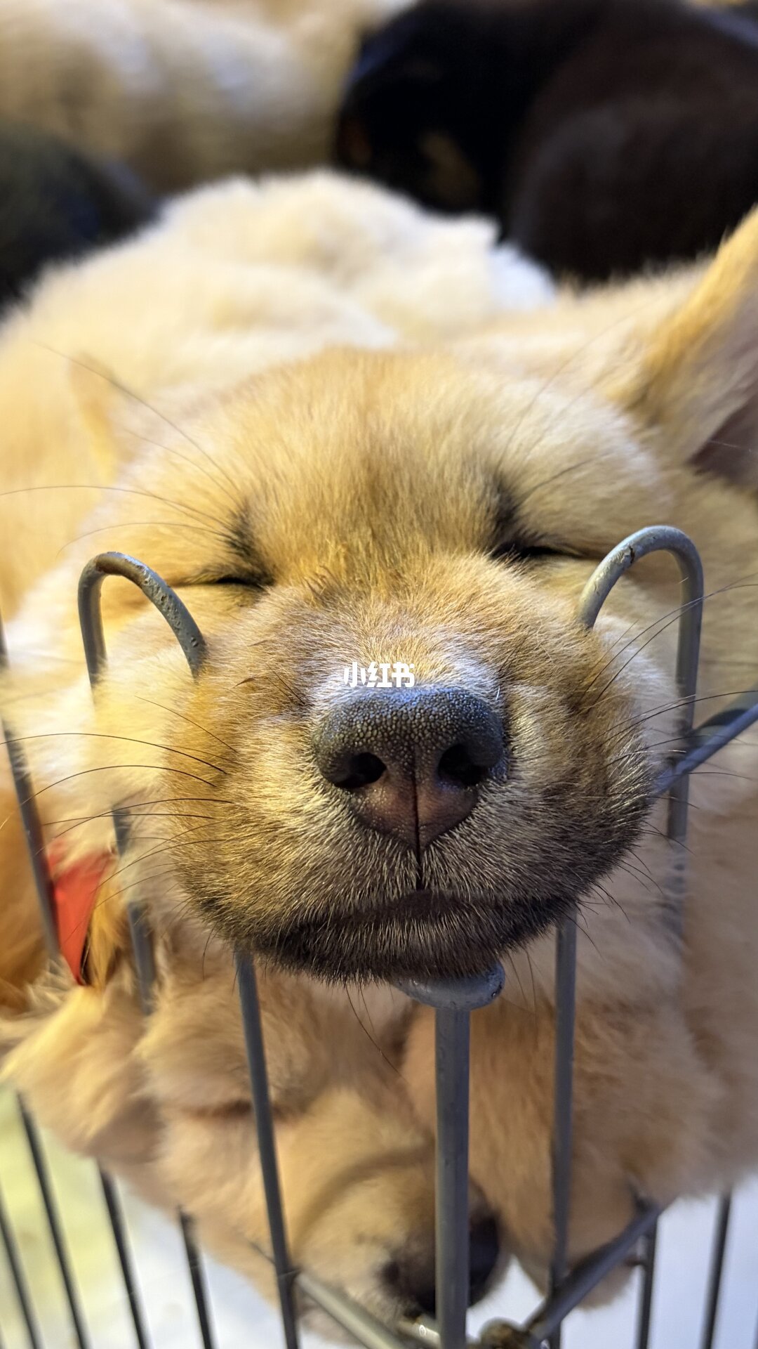 猫鼻纹像指纹一样唯一?能查到的正式研究只有157只猫