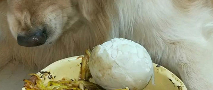 狗狗出门总狂闻路边花草？原因居然没你想的那么简单