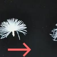 导购说波司登线上质量差？我排开一个月实拍对比帖，差别不在绒上