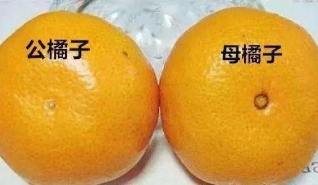 橘子分