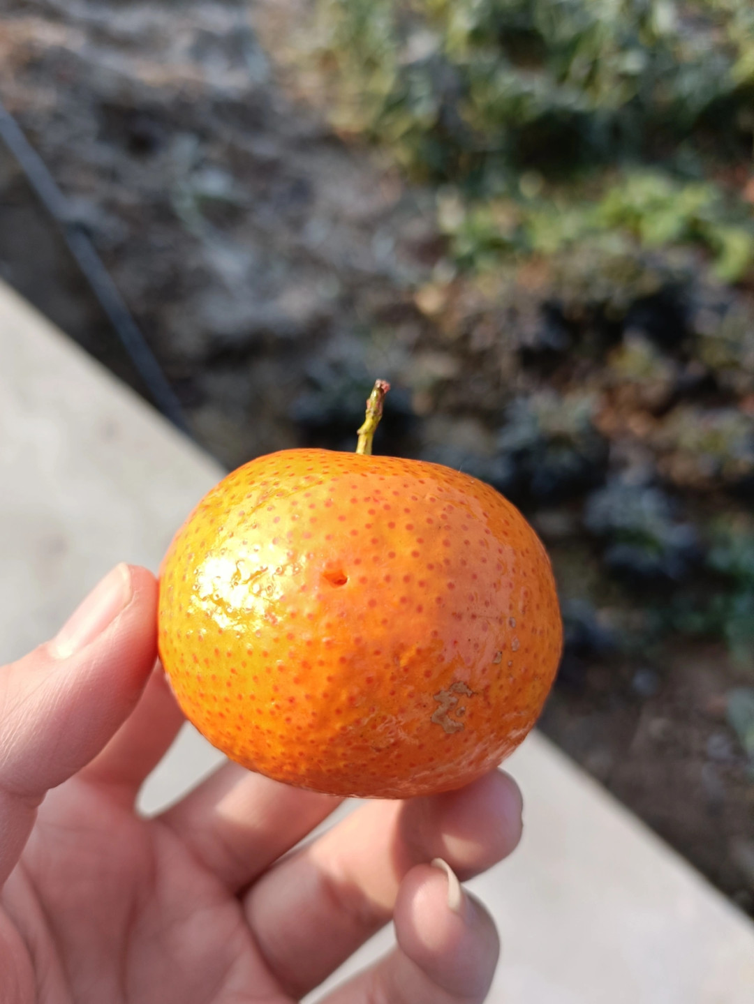 橘子分