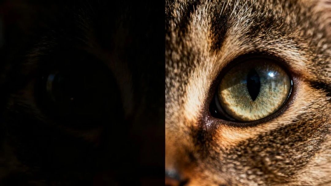 猫眼睛夜里发绿光?光是借来的,"1/6亮度"查无出处