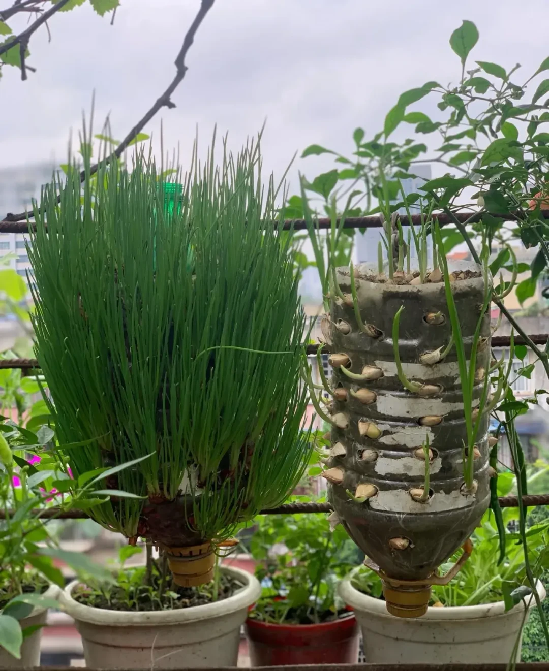 十月底的阳台，还来得及种一盆草莓