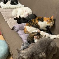 猫不打架，不代表没被欺负：多猫家庭的和平，藏在猫砂盆的位置里