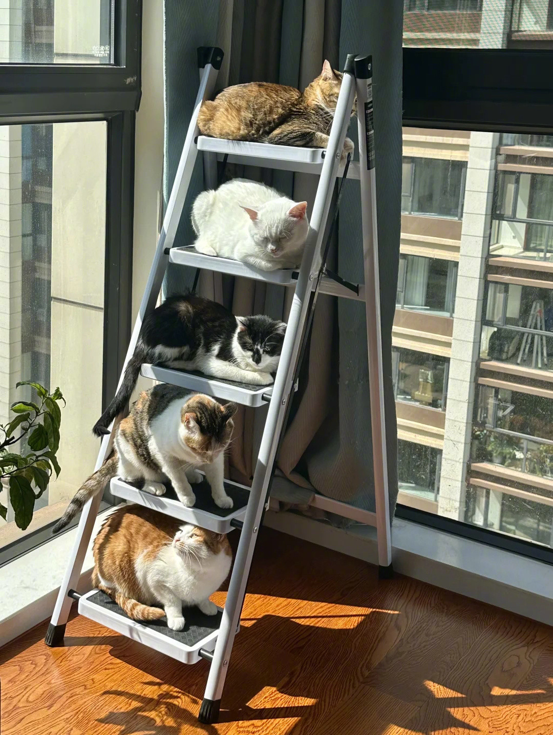 猫不打架,不代表没被欺负:多猫家庭的和平,藏在猫砂盆的位置里