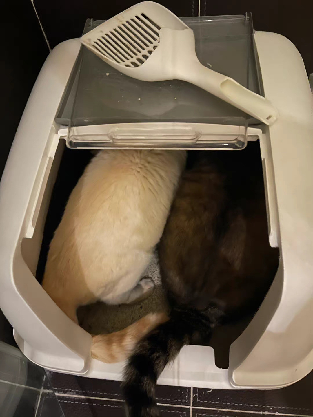猫不打架,不代表没被欺负:多猫家庭的和平,藏在猫砂盆的位置里