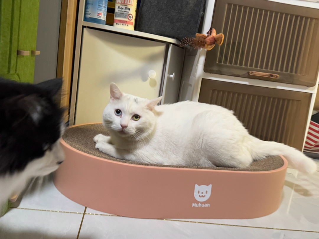 猫不打架,不代表没被欺负:多猫家庭的和平,藏在猫砂盆的位置里