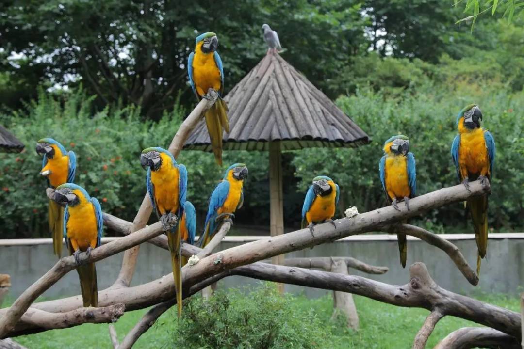 一顿烤肉之后，两只鹦鹉死在笼底：家里这些“对人没事”的东西，鸟扛不住