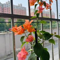 露台越冬和院子根本不是一道题：花多半不是冻死的，是吹干、冻干、捂死的