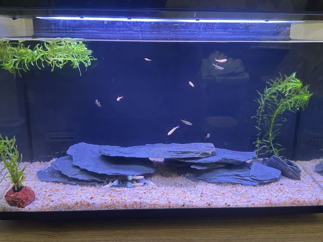 寒潮前把尼特利智能缸的温度账算清:屏幕显示25℃,真实水温可能已经27℃