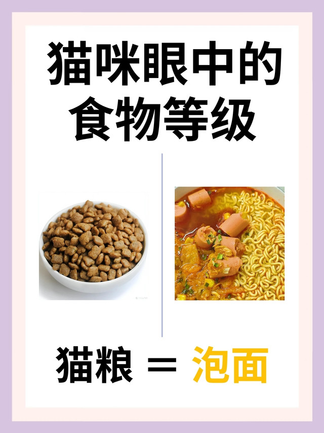猫咪的眼中食物等级差距真的好大。