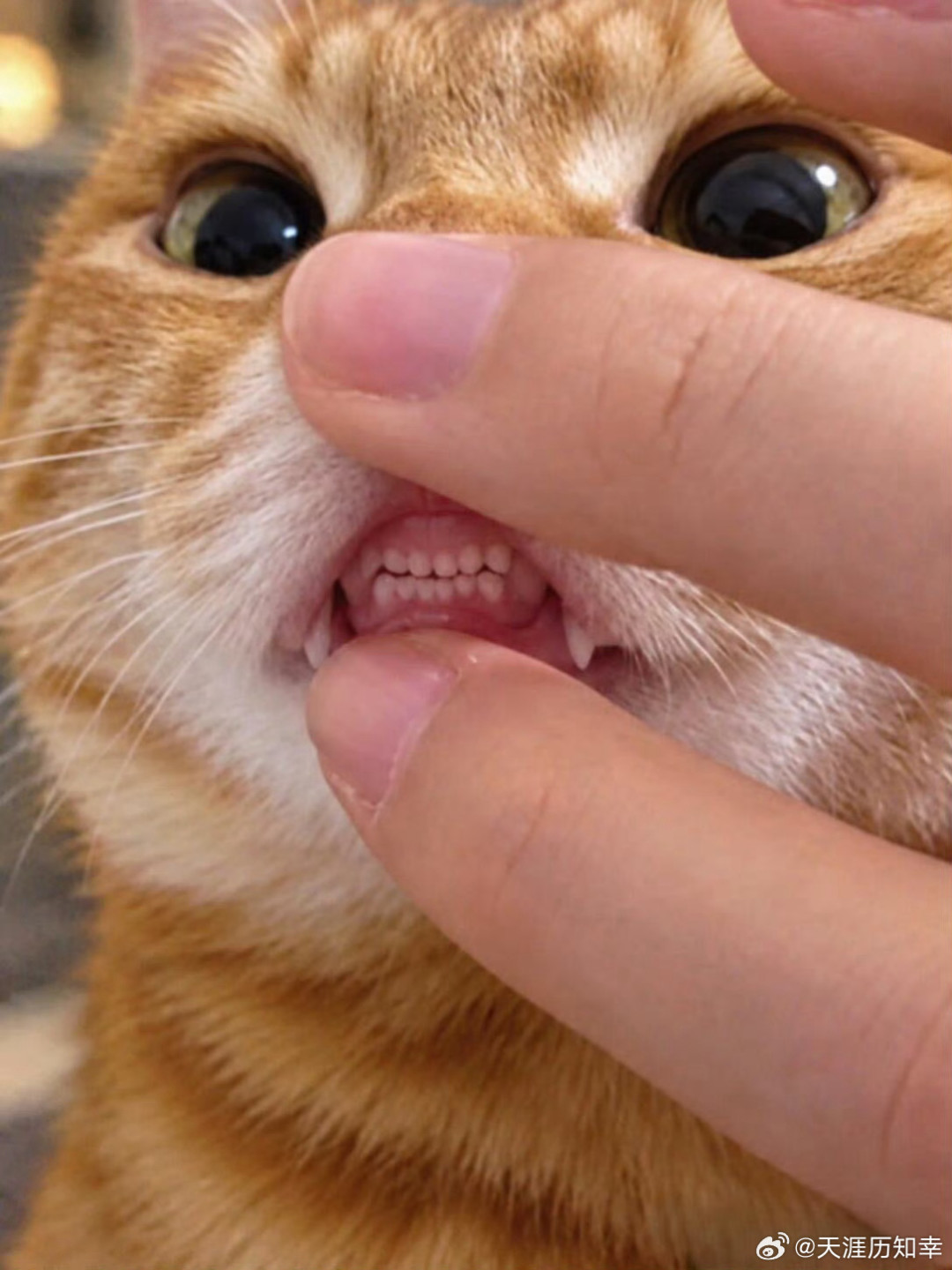 80万枚假冰箱贴主犯刚判了3年半:你抢的凤冠、千里江山,为什么总容易是