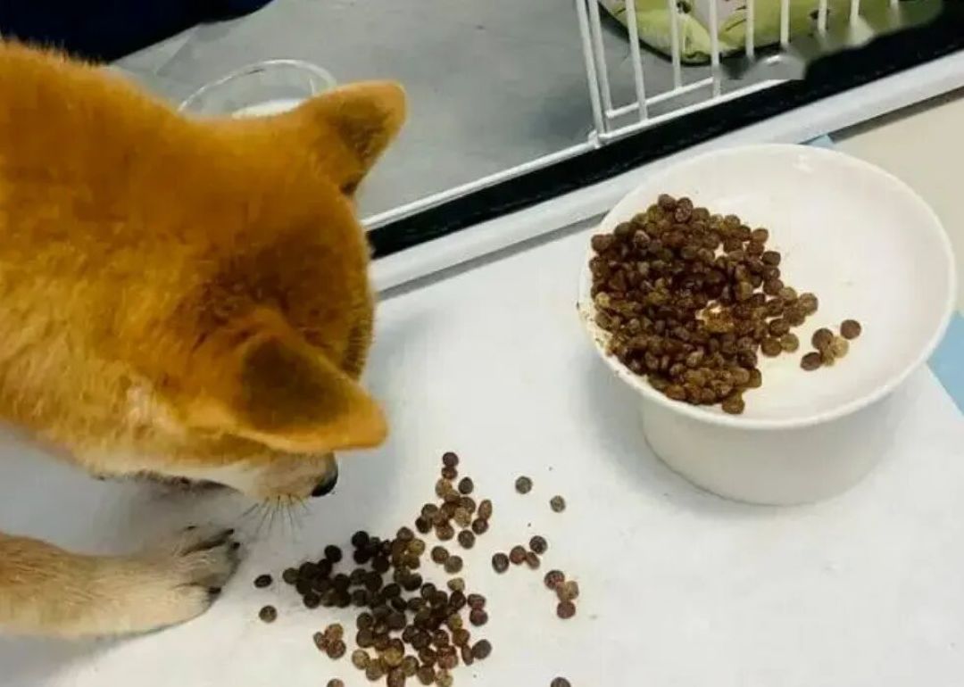 狗把零食塞进沙发缝，是在给你存粮吗？