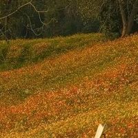 杭州人的“阿勒泰”怎么玩？ 吃顿落胃早餐避开人潮慢游花田湖岸