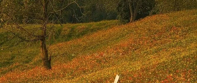 杭州人的“阿勒泰”怎么玩？ 吃顿落胃早餐避开人潮慢游花田湖岸