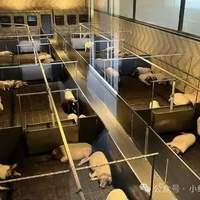 规模化养殖，就保证不了食品安全？双汇翻车竟被这样解读？！