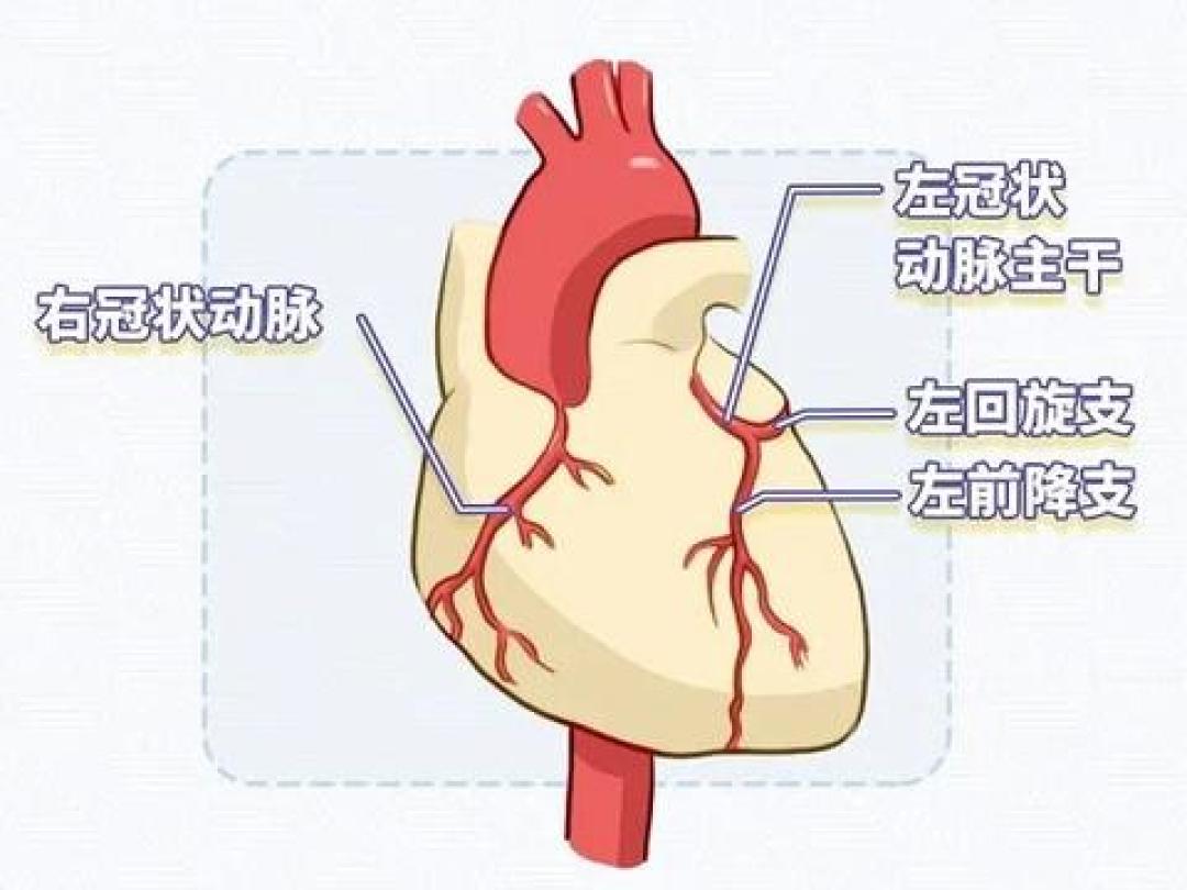 熬夜后撸铁最伤心脏,崔松:心率别超170-年龄