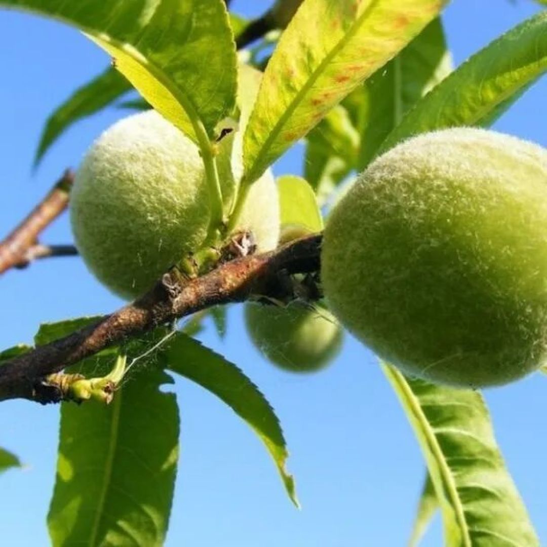 寻香 | 哄自己开心上班的一点“芳”法