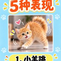 这五种是猫咪想找你玩的表现