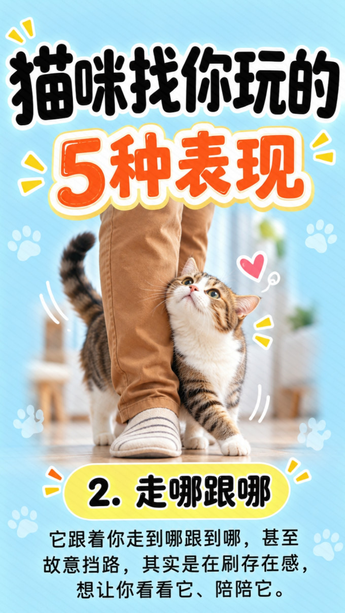 猫咪