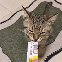 猫咪爱吃：神经猫90%鲜肉猫条猫零食罐头鸡肉三文鱼金枪鱼